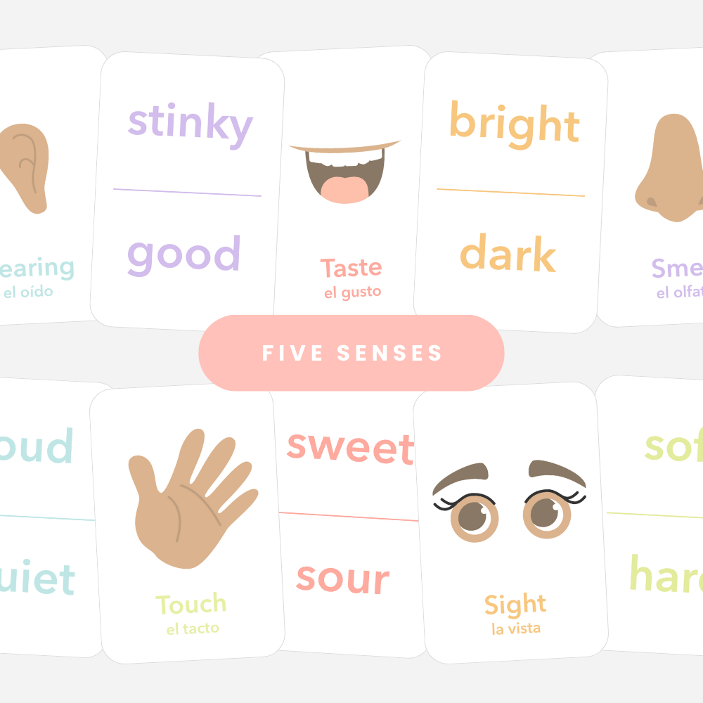 5 Senses Flashcards