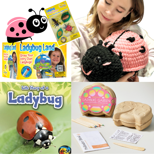 The Life Story of a Ladybug Curriculum Kit