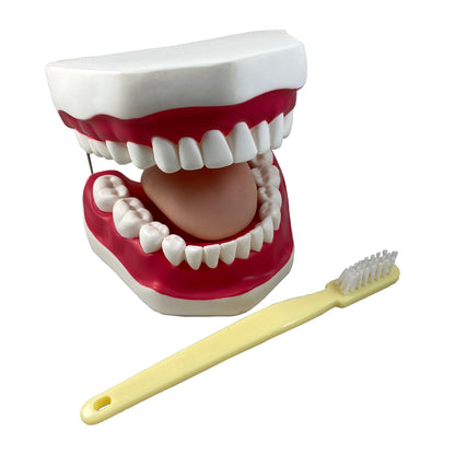 Oral Hygiene Model