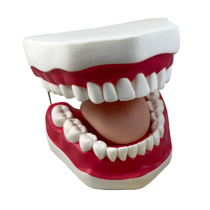 Oral Hygiene Model